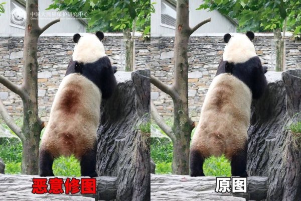创高网 大熊猫身上出现“血洞”？熊猫中心发长文科普